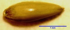 Panicum antidotale