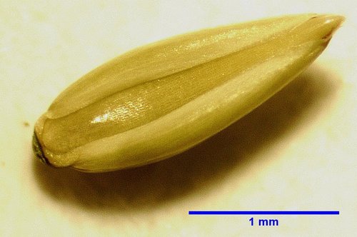 Janochloa antidotalis