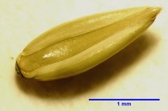 Panicum antidotale
