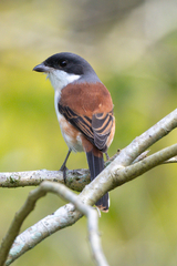 Burmese Shrike photo 3