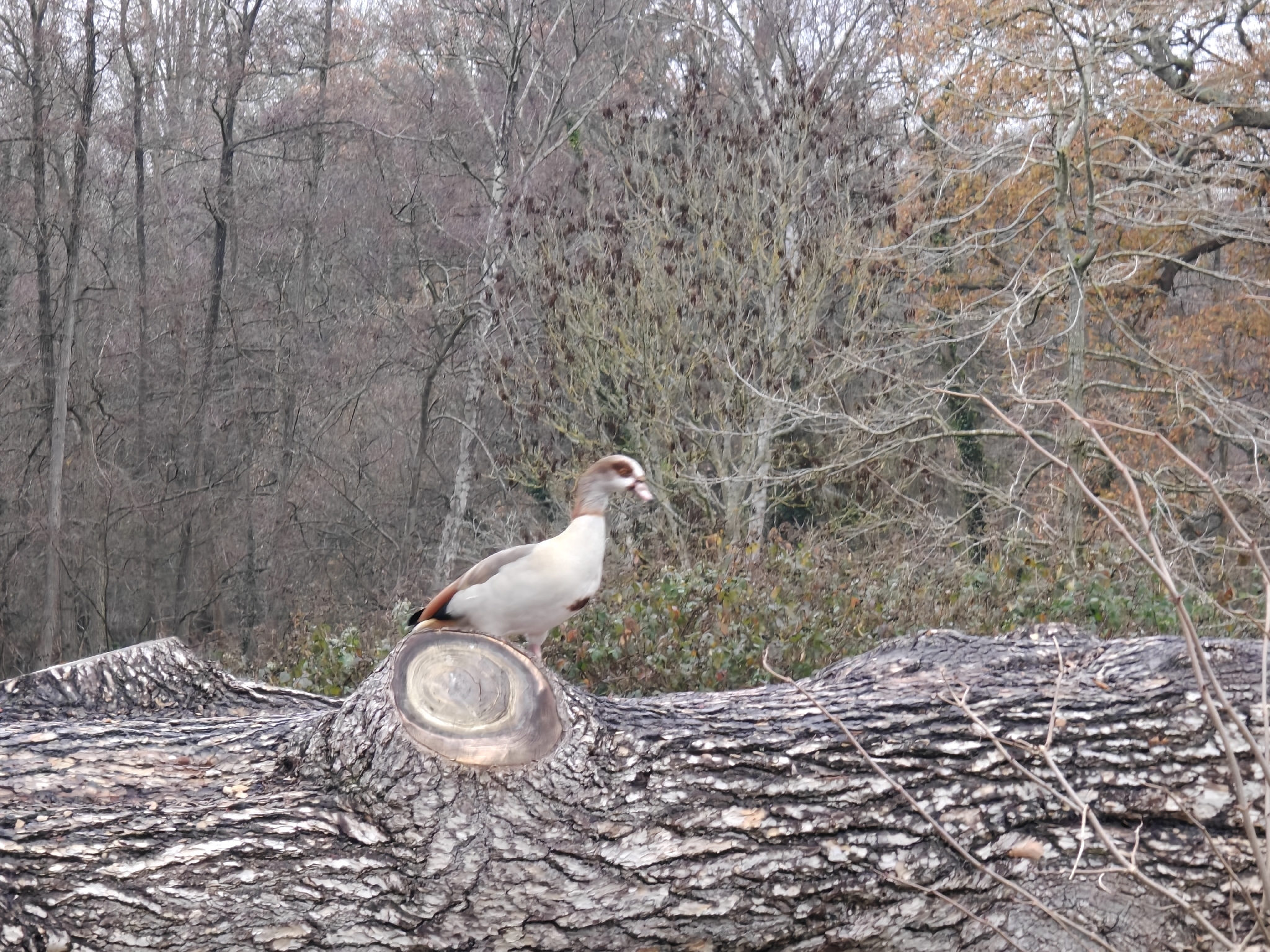 Alopochen aegyptiaca (Linnaeus, 1766)