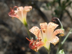 Alstroemeria versicolor