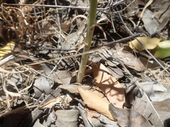 Alstroemeria versicolor