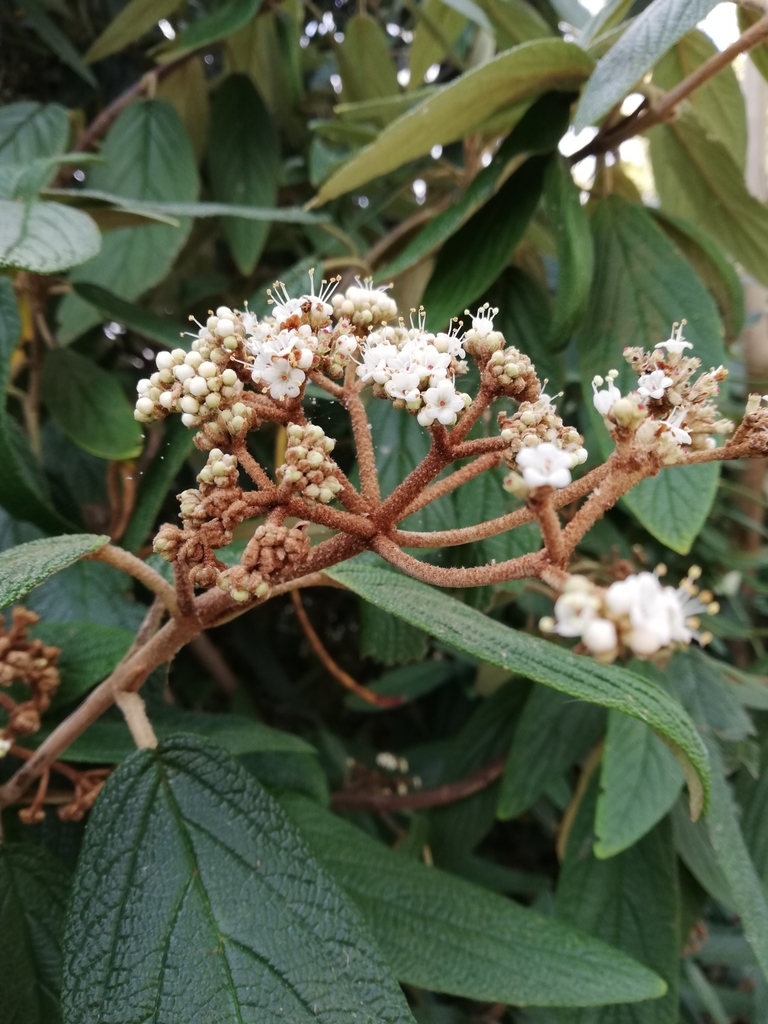 Viburnum rhytidophyllum, Малахайд Демесн, Co. Каунти Дублин, Ирландия