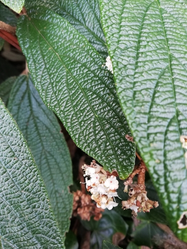 Viburnum rhytidophyllum