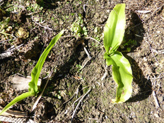 Eucomis zambesiaca