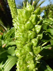 Eucomis zambesiaca
