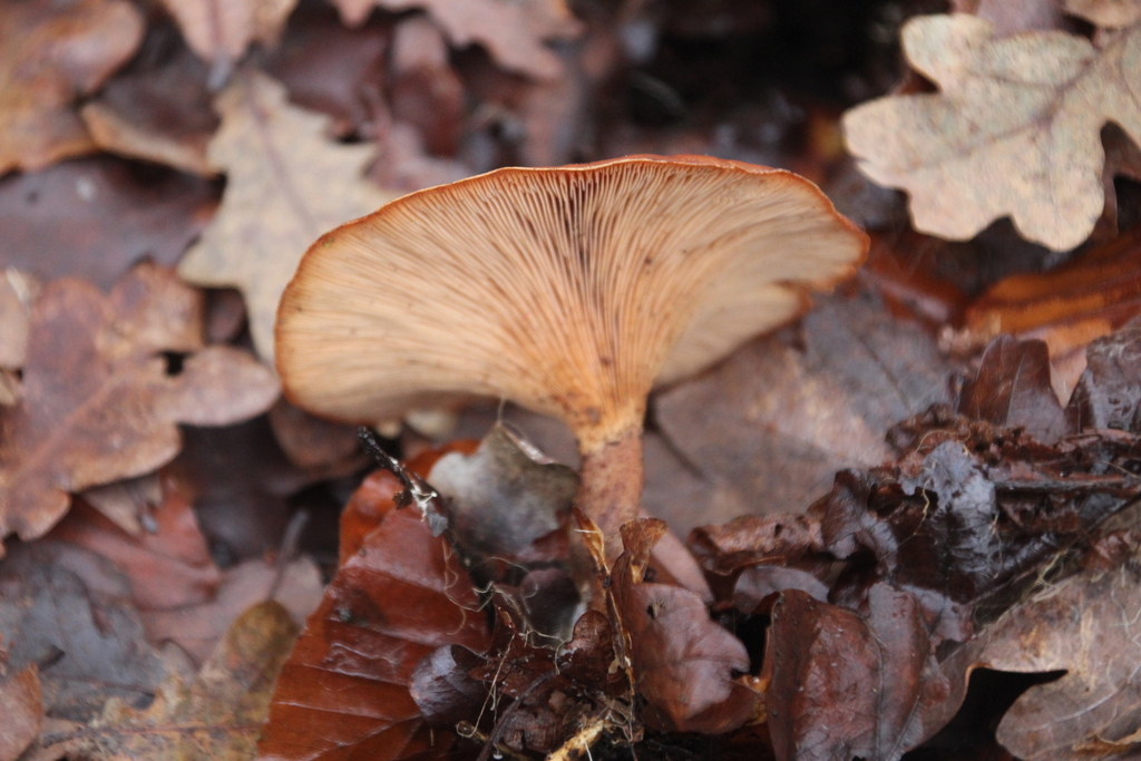 Paralepista flaccida · December 2025 · photo: © erwinsieben (iNaturalist, cc0)