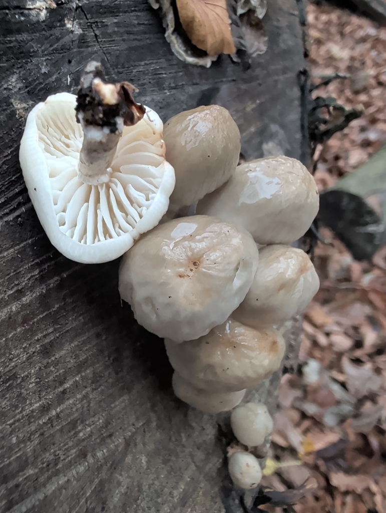 Oudemansiella mucida · December 2025 · photo: © vincent_b (iNaturalist, cc-by)