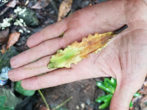 Barringtonia integrifolia observed 2025-11-27