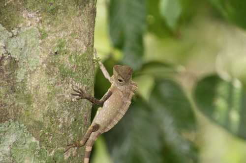 Borneo Forest Dragon
