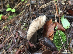 Entoloma medianox
