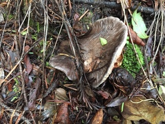 Entoloma medianox
