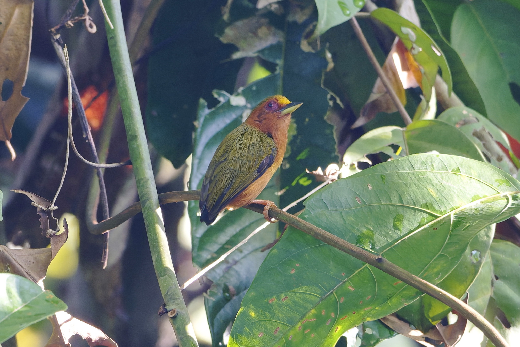 Rufous Piculet (Sasia abnormis), photo 7