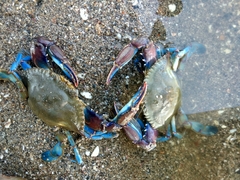 Callinectes arcuatus