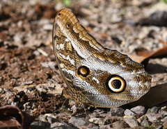 Caligo oileus