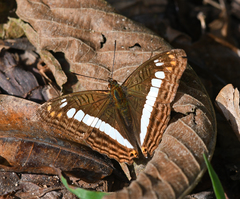 Adelpha alala
