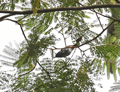 Conirostrum speciosum