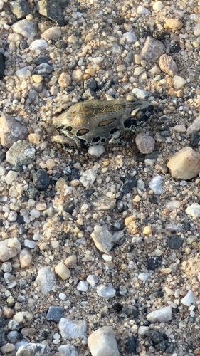 Senegal Running Frog