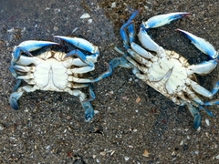 Callinectes arcuatus