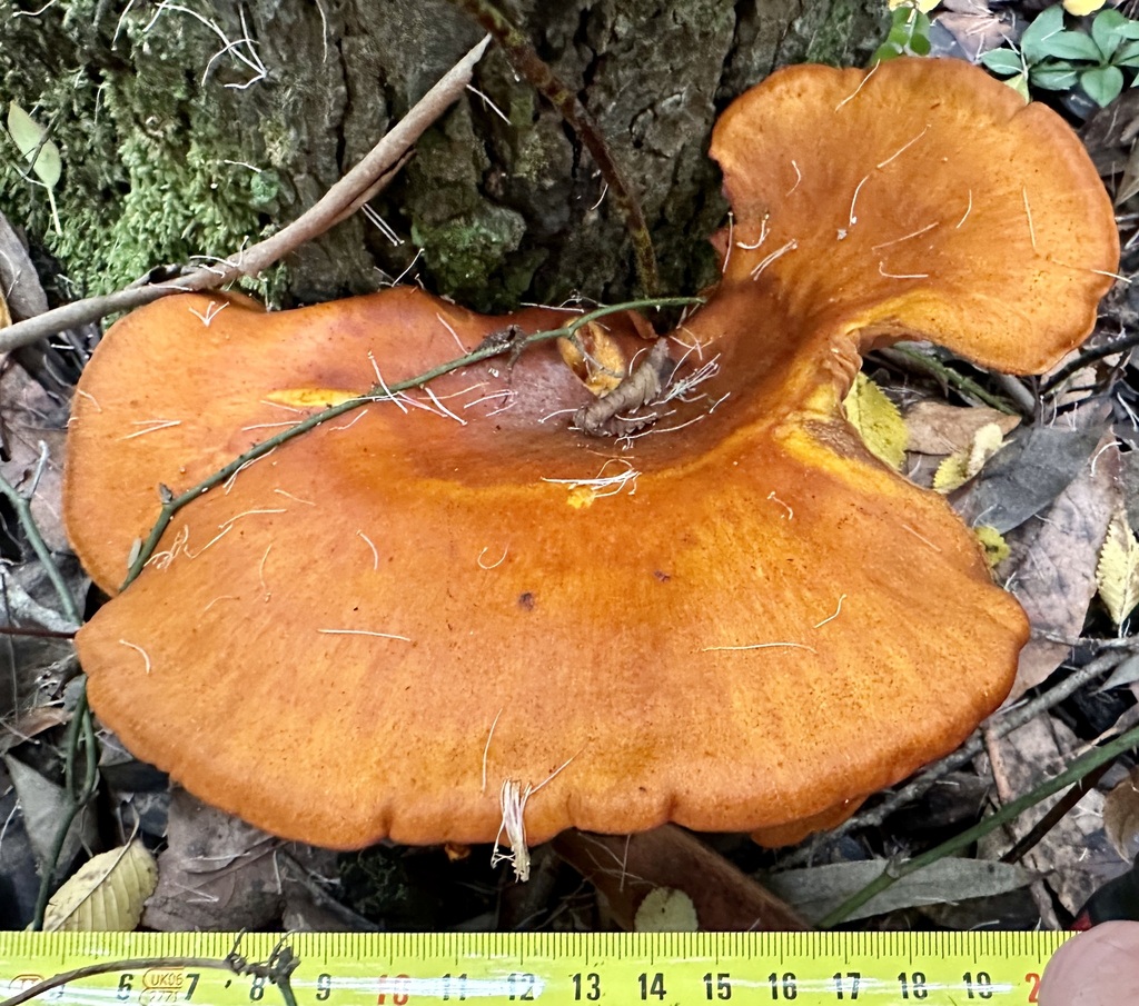 Omphalotus olearius · December 2025 · photo: © ruir1963 (iNaturalist, cc-by)