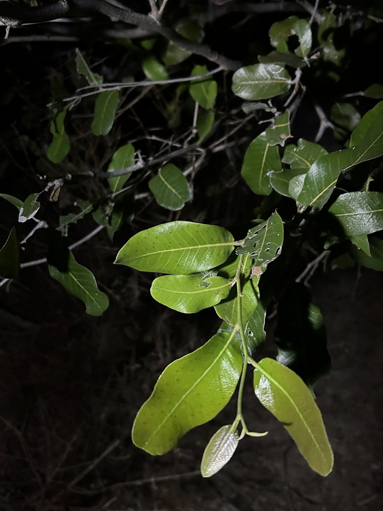 Microdesmia rigida; photograph Thomaz de Carvalho Callado, CC BY, iNaturalist via GBIF