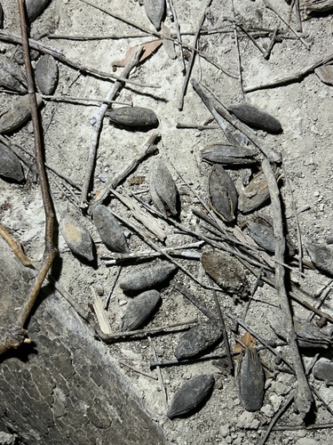Microdesmia rigida, photograph 1