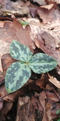 Trillium ludovicianum
