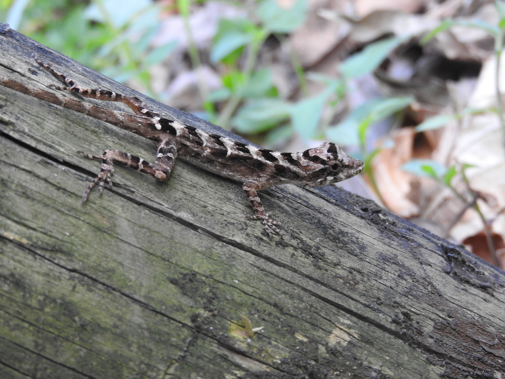 Serrano's Anole