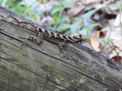 Serrano's Anole photo 3