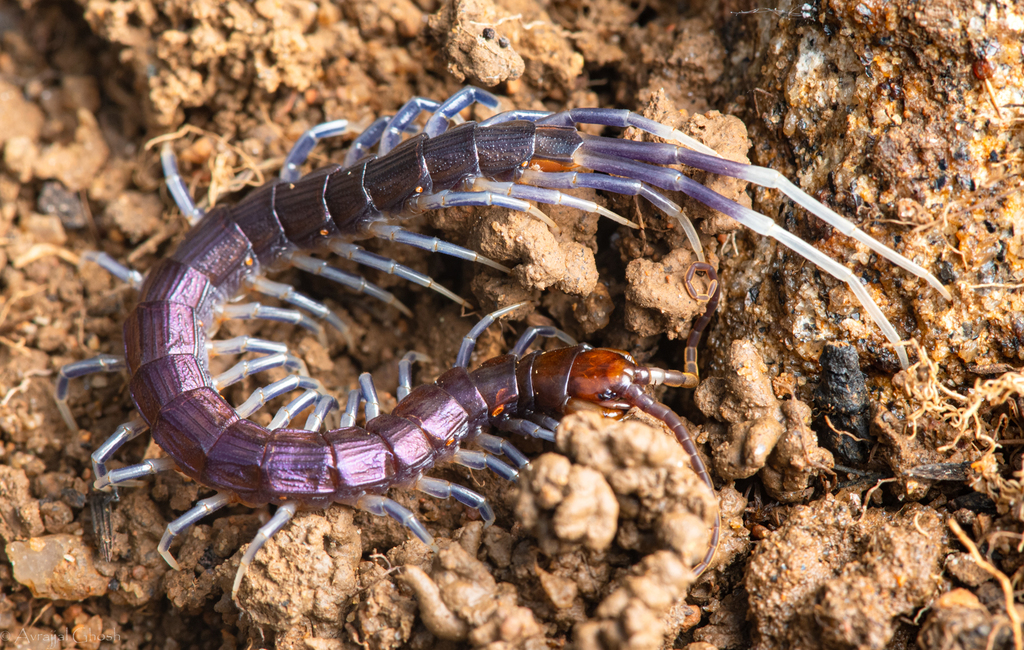 Digitipes barnabasi