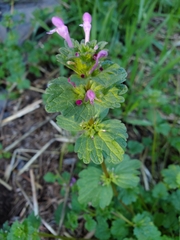 Lamium amplexicaule