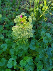 Lamium amplexicaule