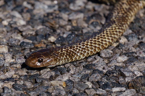 Mulga Snake sighting