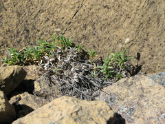 Cerastium arvense strictum