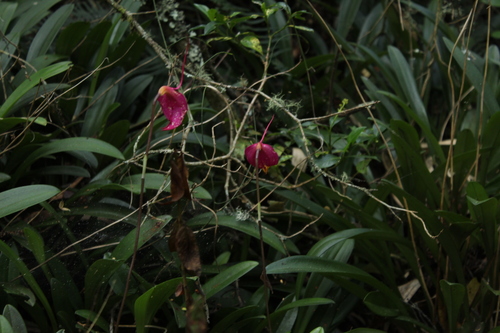Image of Masdevallia coccinea by (c) Andrés Ramírez-Barrera, some rights reserved (CC BY)
