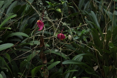 Masdevallia coccinea