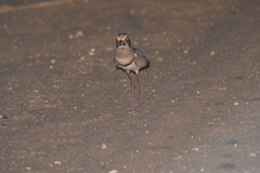 Rhinoptilus chalcopterus