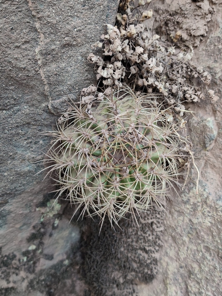 Eriosyce marksiana, Chile