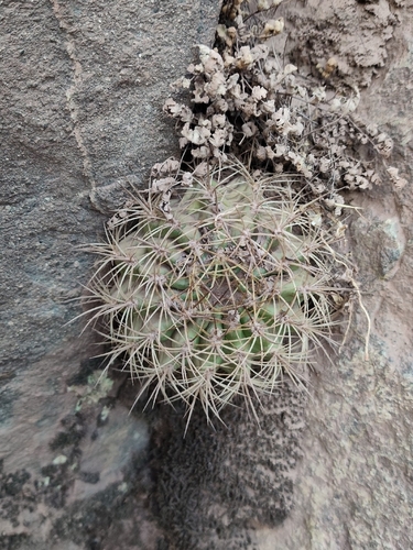 Eriosyce marksiana