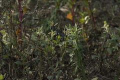 Crotalaria rzedowskii
