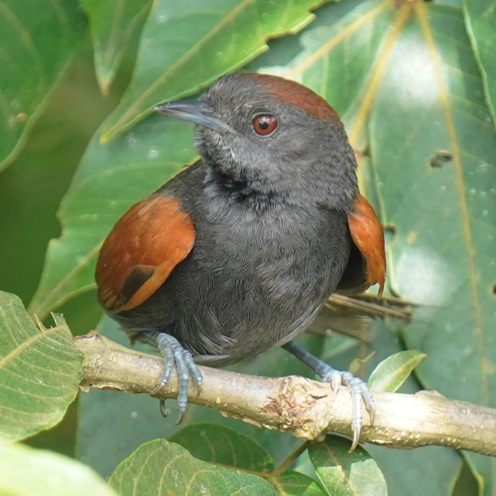 Slaty Spinetail (Synallaxis brachyura), photo 10