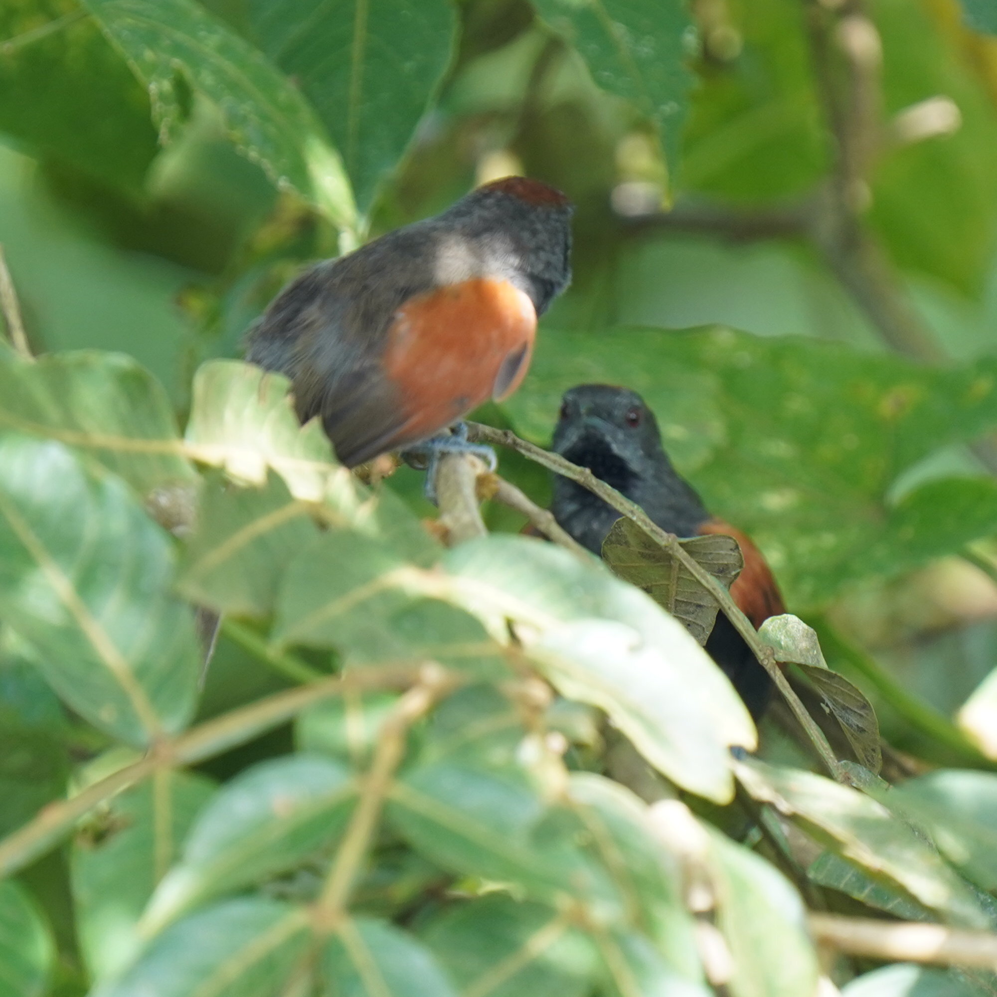 Slaty Spinetail (Synallaxis brachyura), photo 9