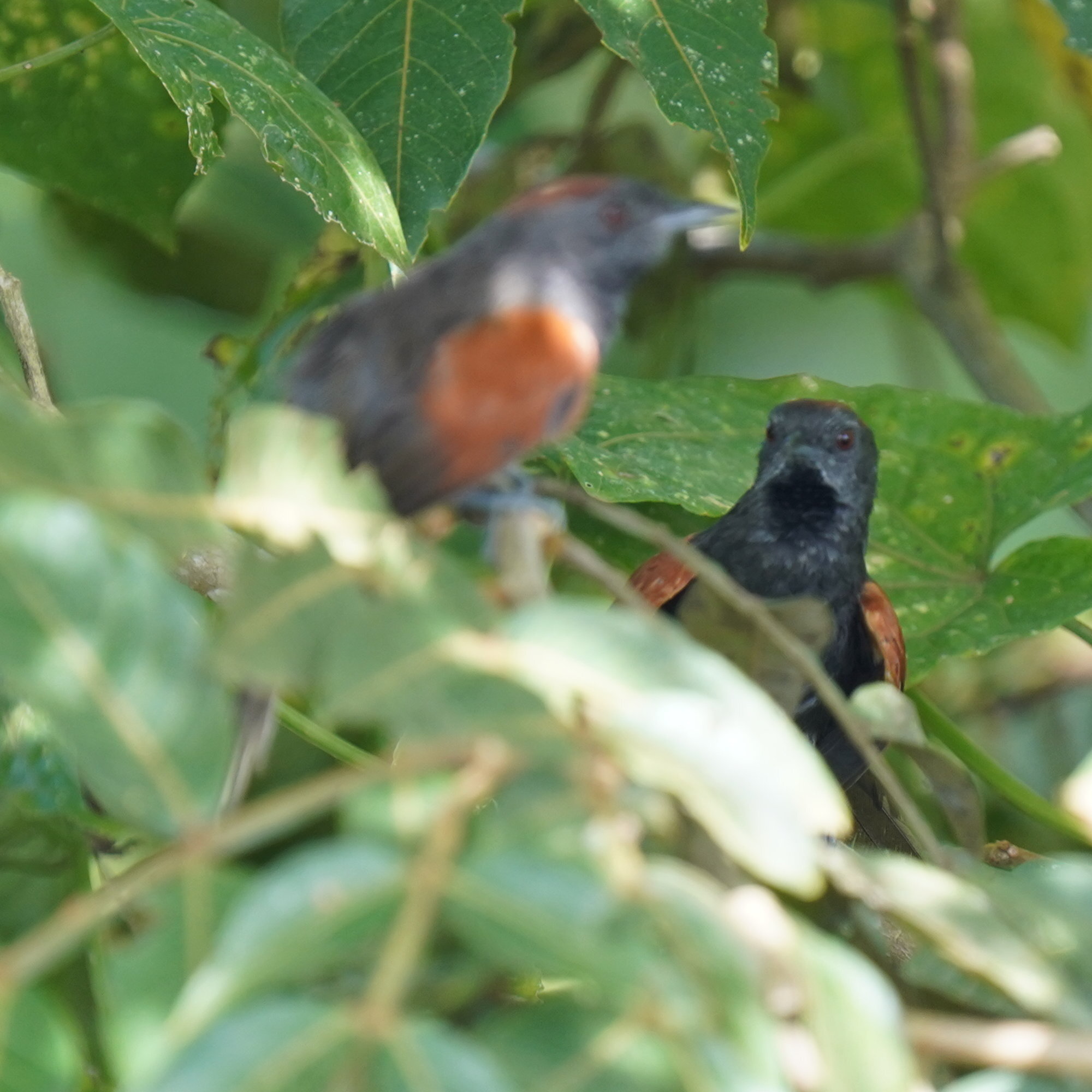 Slaty Spinetail (Synallaxis brachyura), photo 8