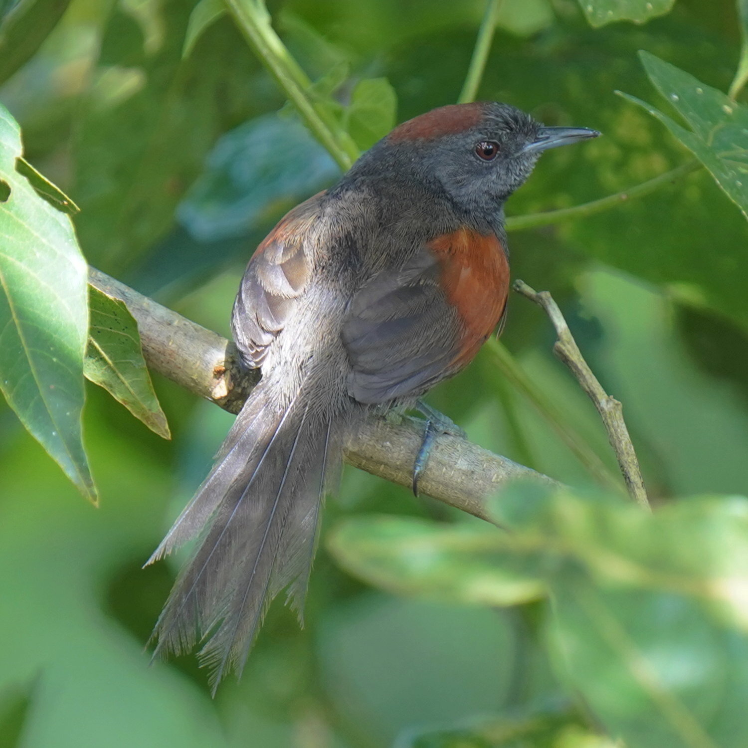 Slaty Spinetail (Synallaxis brachyura), photo 7