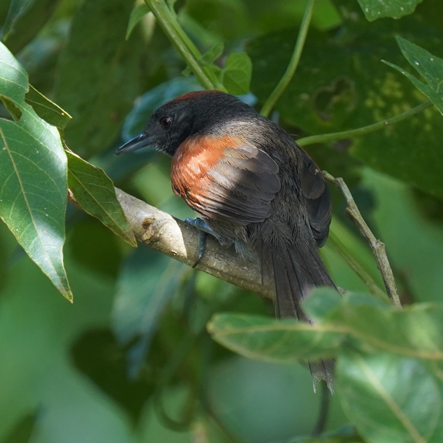 Slaty Spinetail (Synallaxis brachyura), photo 6