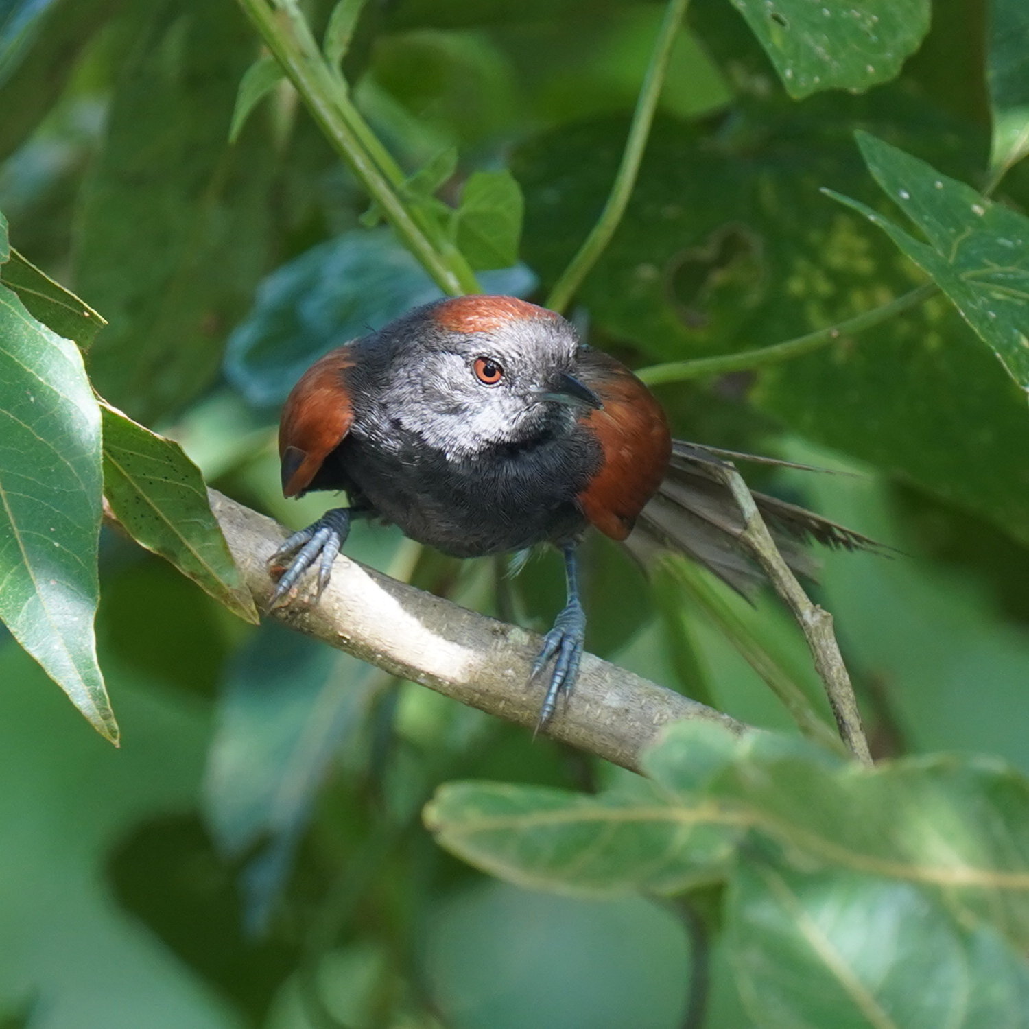 Slaty Spinetail (Synallaxis brachyura), photo 5