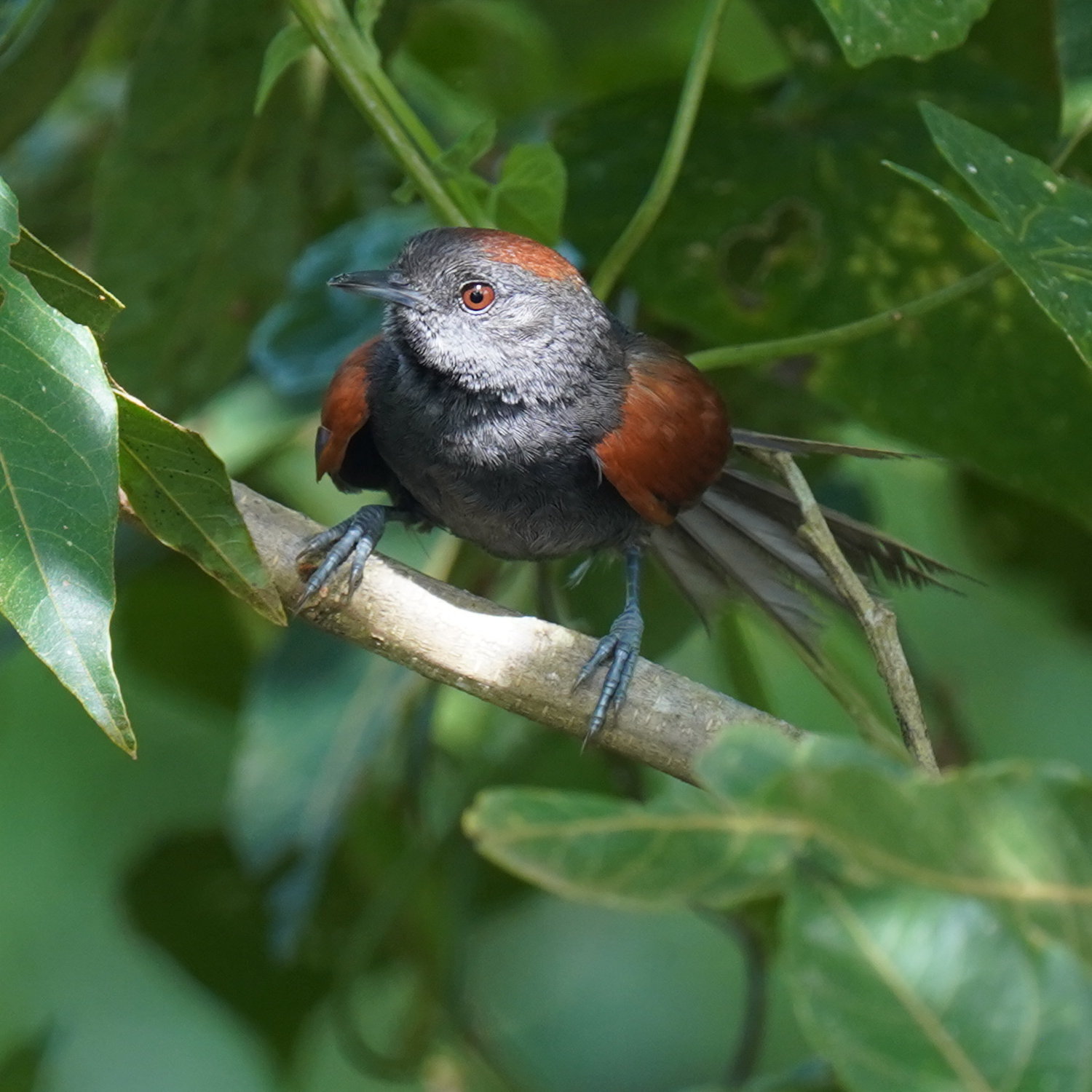 Slaty Spinetail (Synallaxis brachyura), photo 4