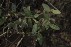 Crotalaria rzedowskii