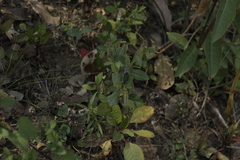 Crotalaria rzedowskii